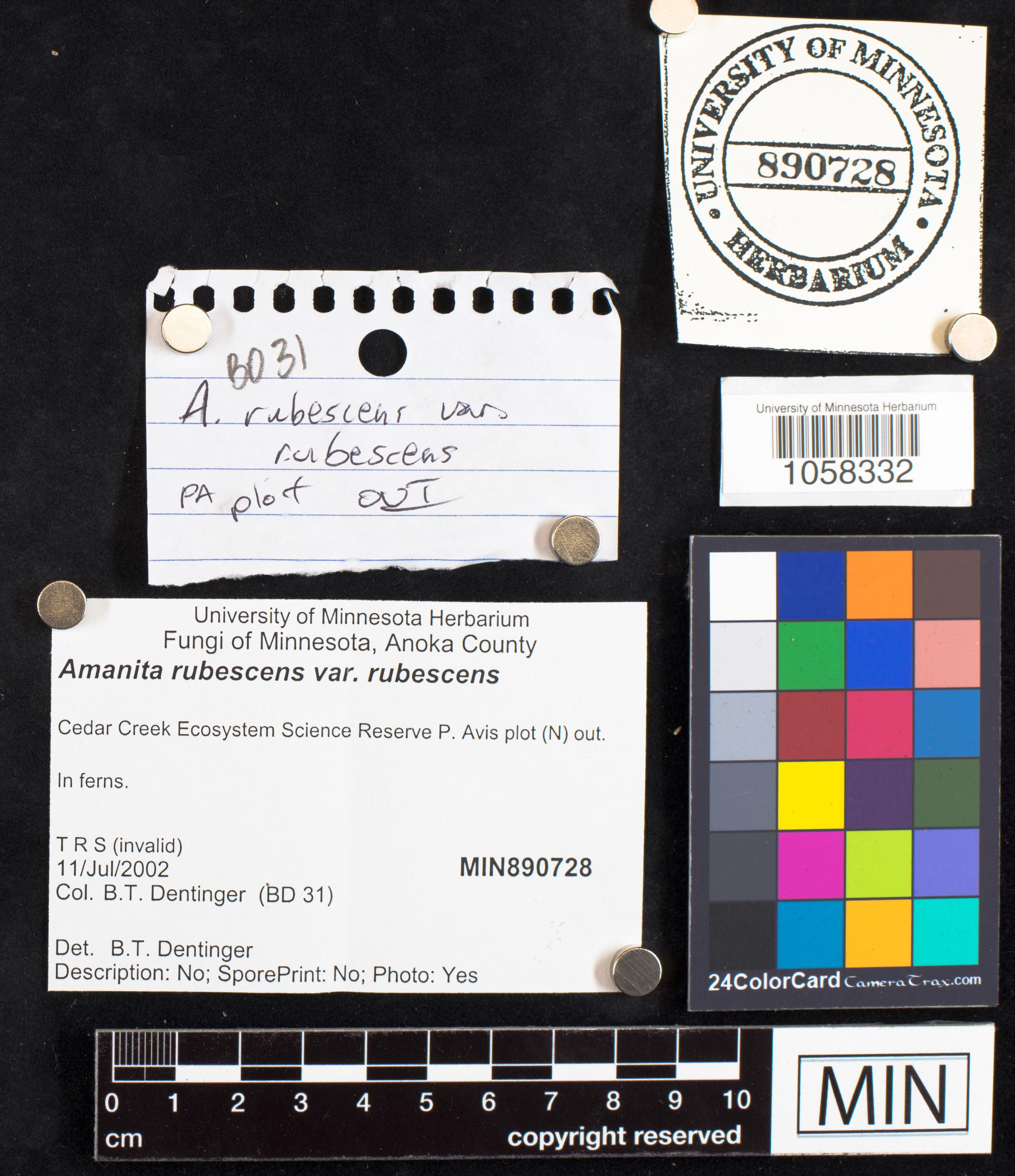 Amanita rubescens var. rubescens image