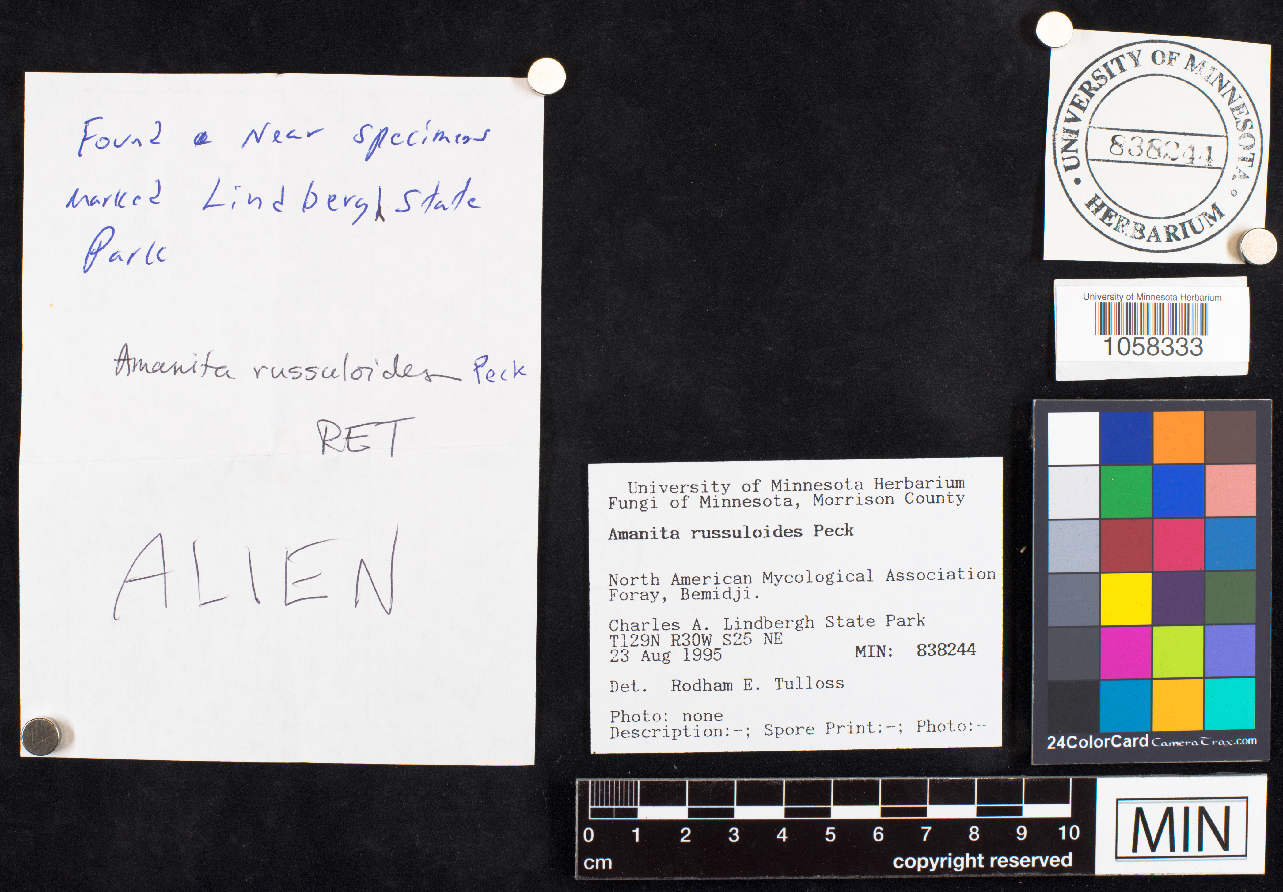 Amanita russuloides image