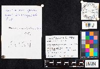 Media resource of Amanita russuloides