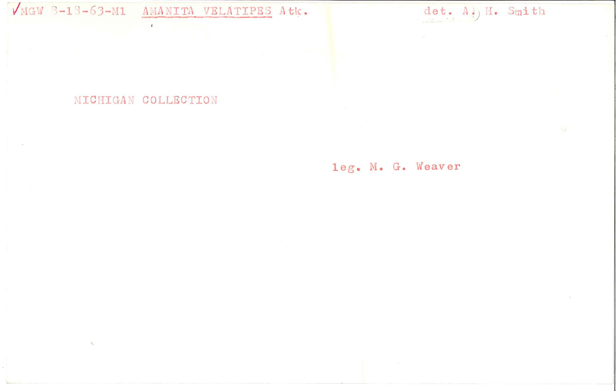 Amanita velatipes image