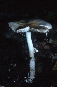 Amanita velatipes image