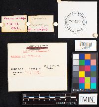 Amanita velatipes image