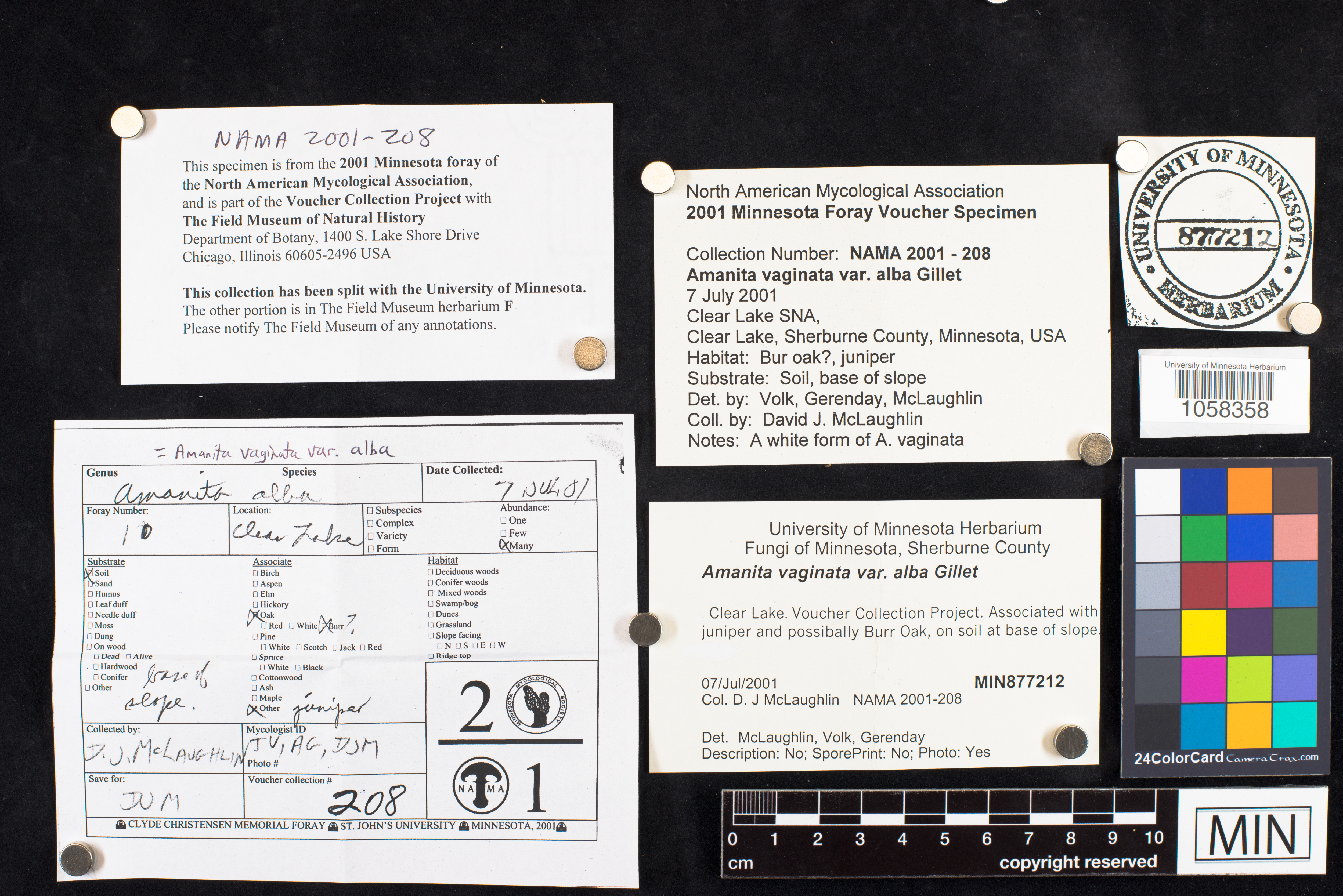Amanita vaginata var. alba image