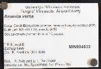 Amanita verna image