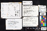 Amanita velatipes image