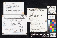 Amanita velatipes image