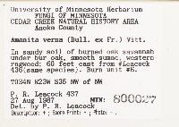 Amanita verna image