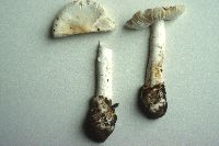 Amanita verna image