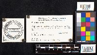 Amanita verna image