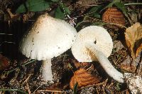 Amanita verna image