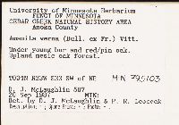 Amanita verna image