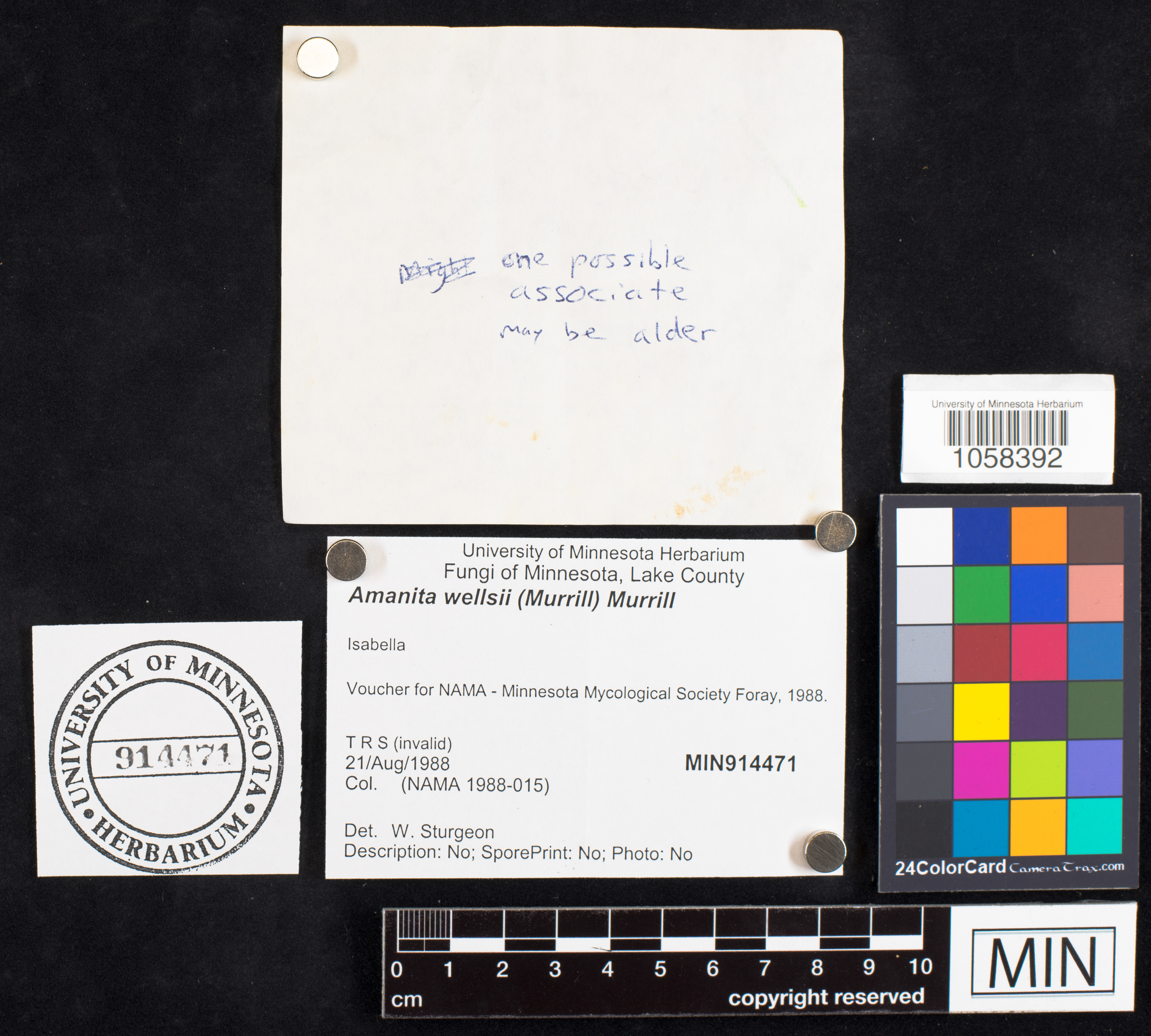 Amanita wellsii image