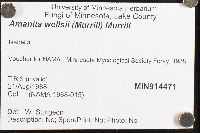 Amanita wellsii image