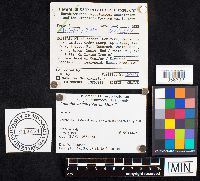 Amanita wellsii image