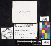 Media resource of Amanita wellsii