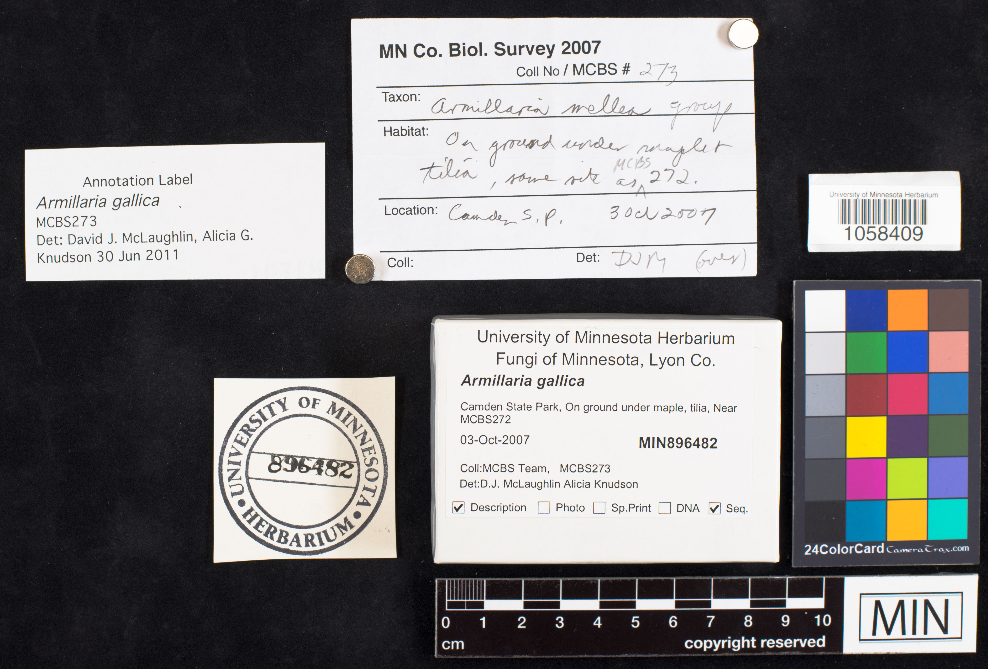 Armillaria gallica image