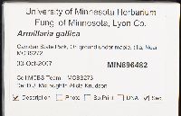 Armillaria gallica image