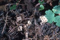 Aphelaria tuberosa image