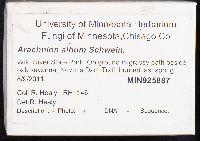 Arachnion album image