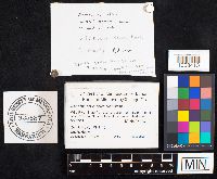 Image of Arachnion album