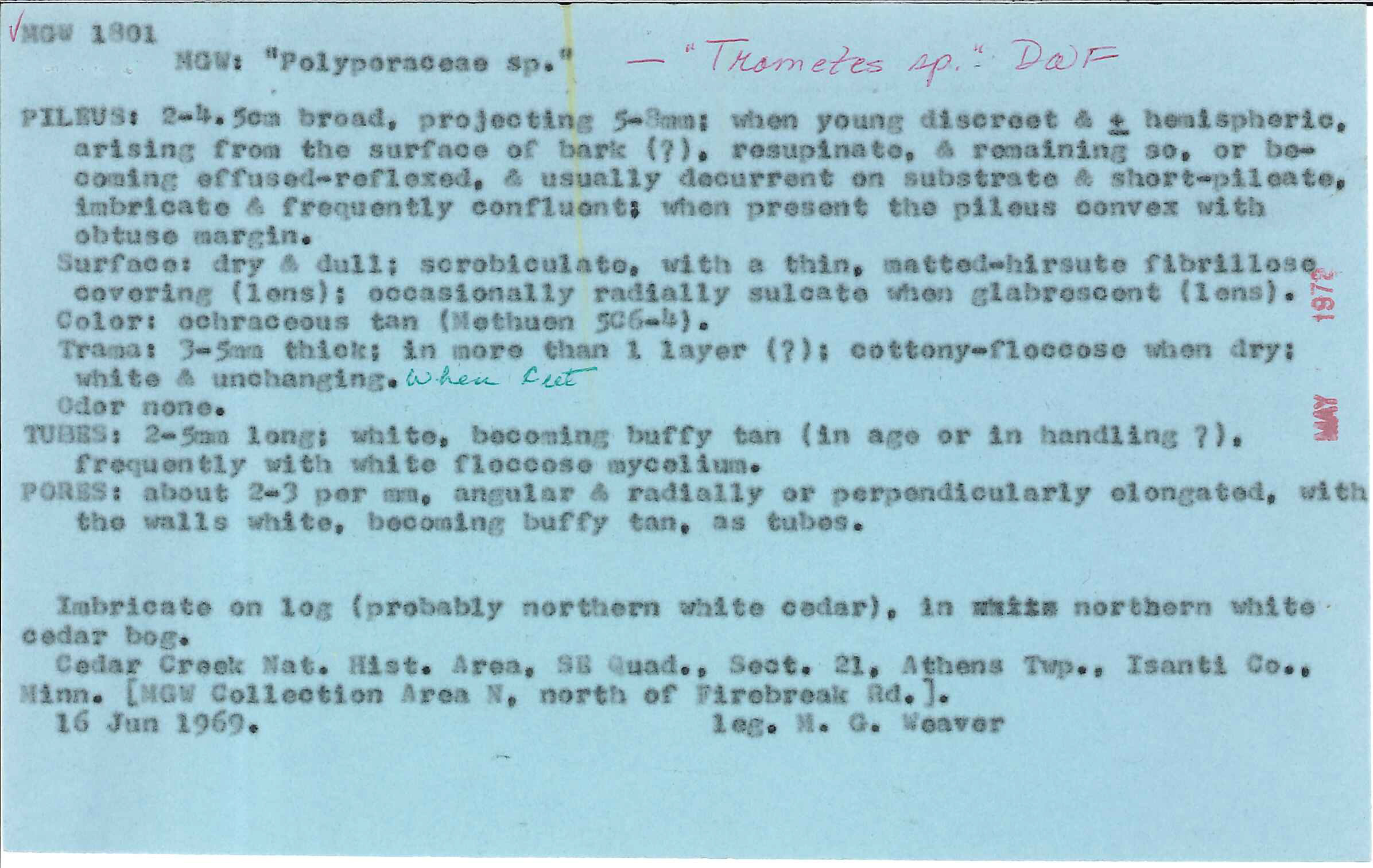 Antrodia serialis image