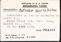 Antrodia serialis image