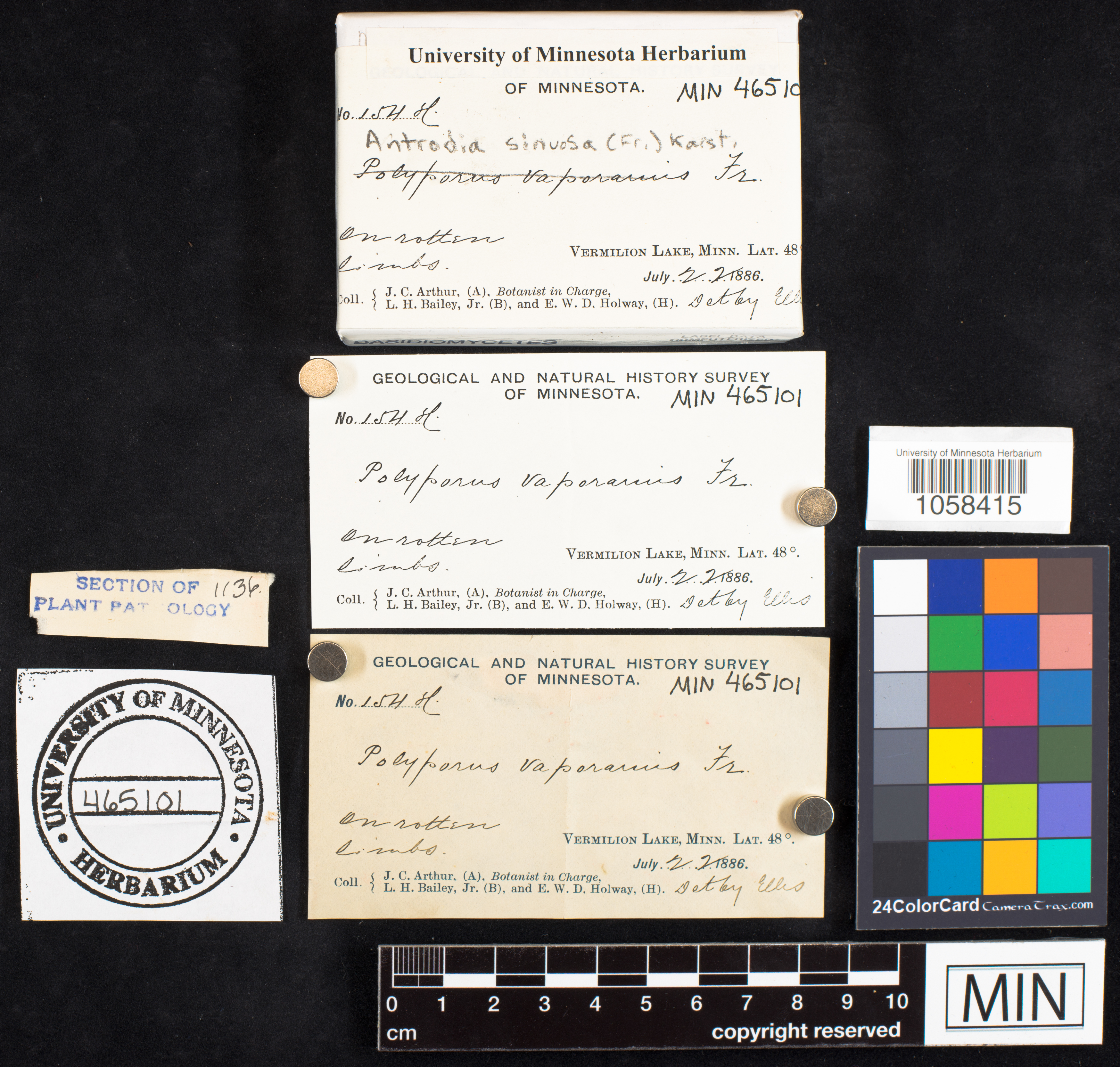 Antrodia sinuosa image