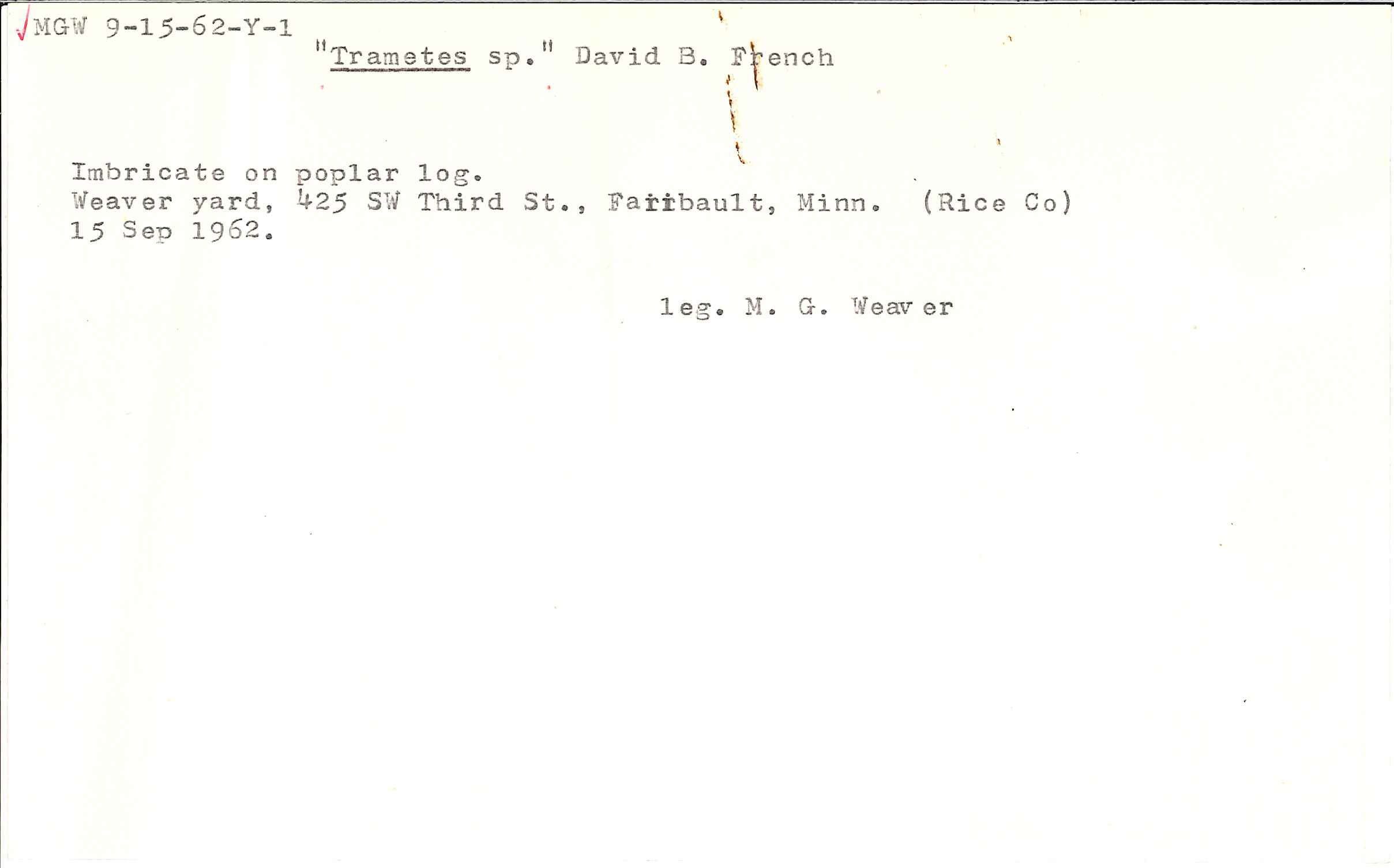 Antrodia malicola image