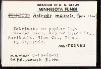 Antrodia malicola image