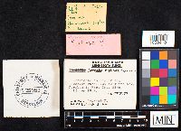 Antrodia malicola image