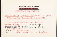 Amylocystis lapponicus image