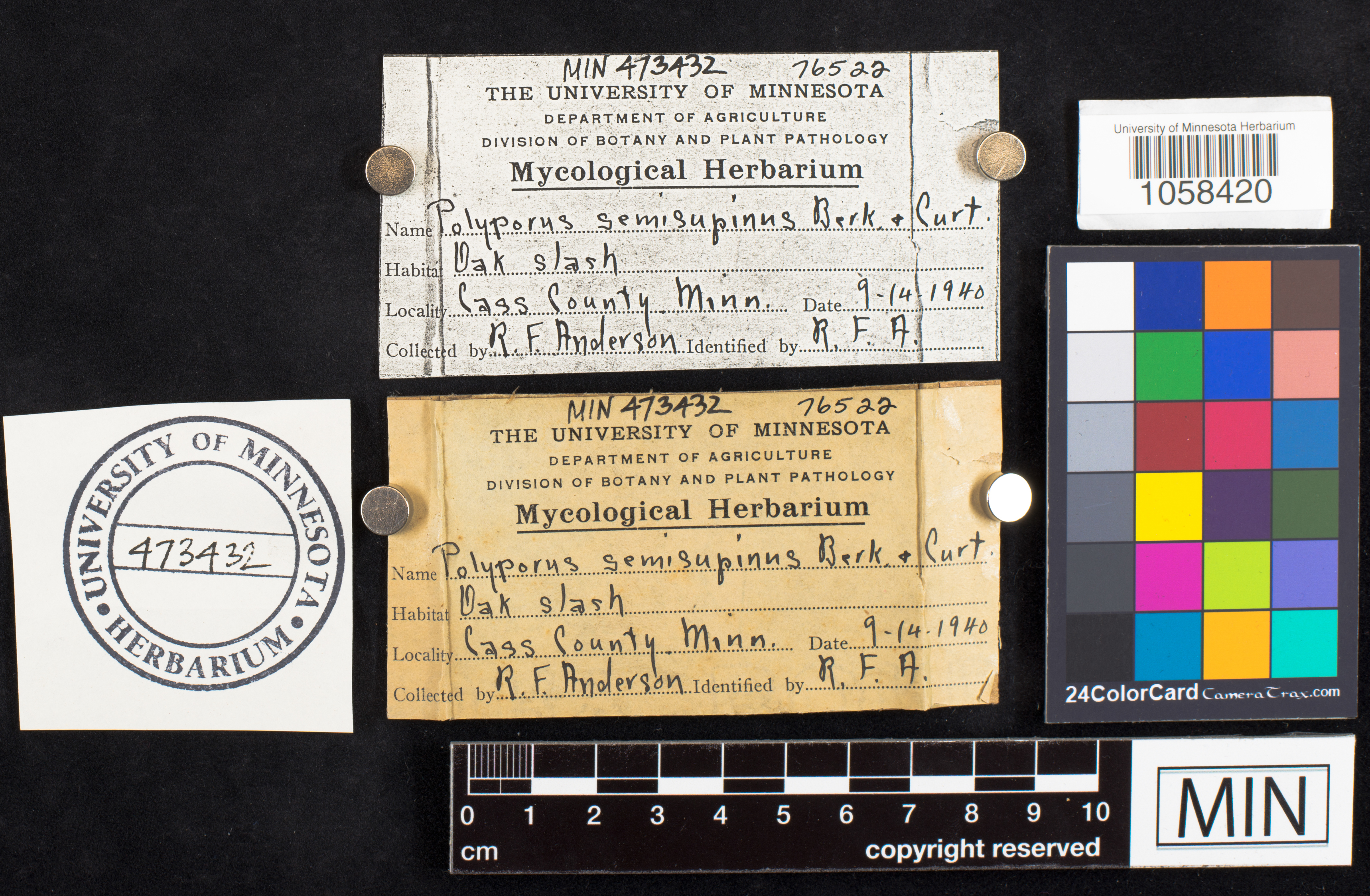 Antrodiella semisupina image