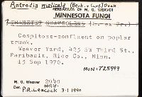 Antrodia malicola image