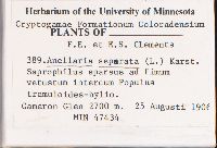 Anellaria separata image