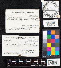 Image of Antrodia albida
