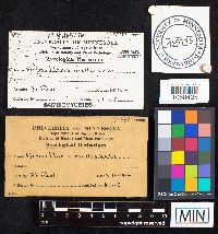 Armillaria mellea image