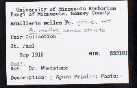 Armillaria mellea image