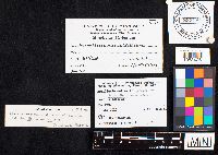 Armillaria mellea image