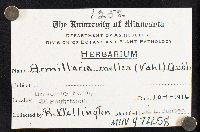 Armillaria mellea image