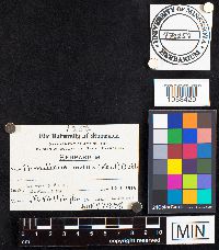 Armillaria mellea image