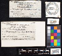 Armillaria mellea image