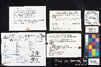 Armillaria mellea image