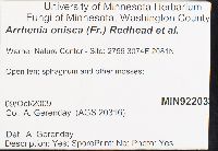 Arrhenia onisca image