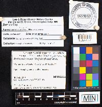 Arrhenia onisca image