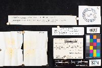 Armillaria mellea image