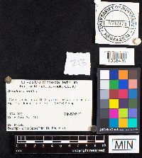 Armillaria mellea image