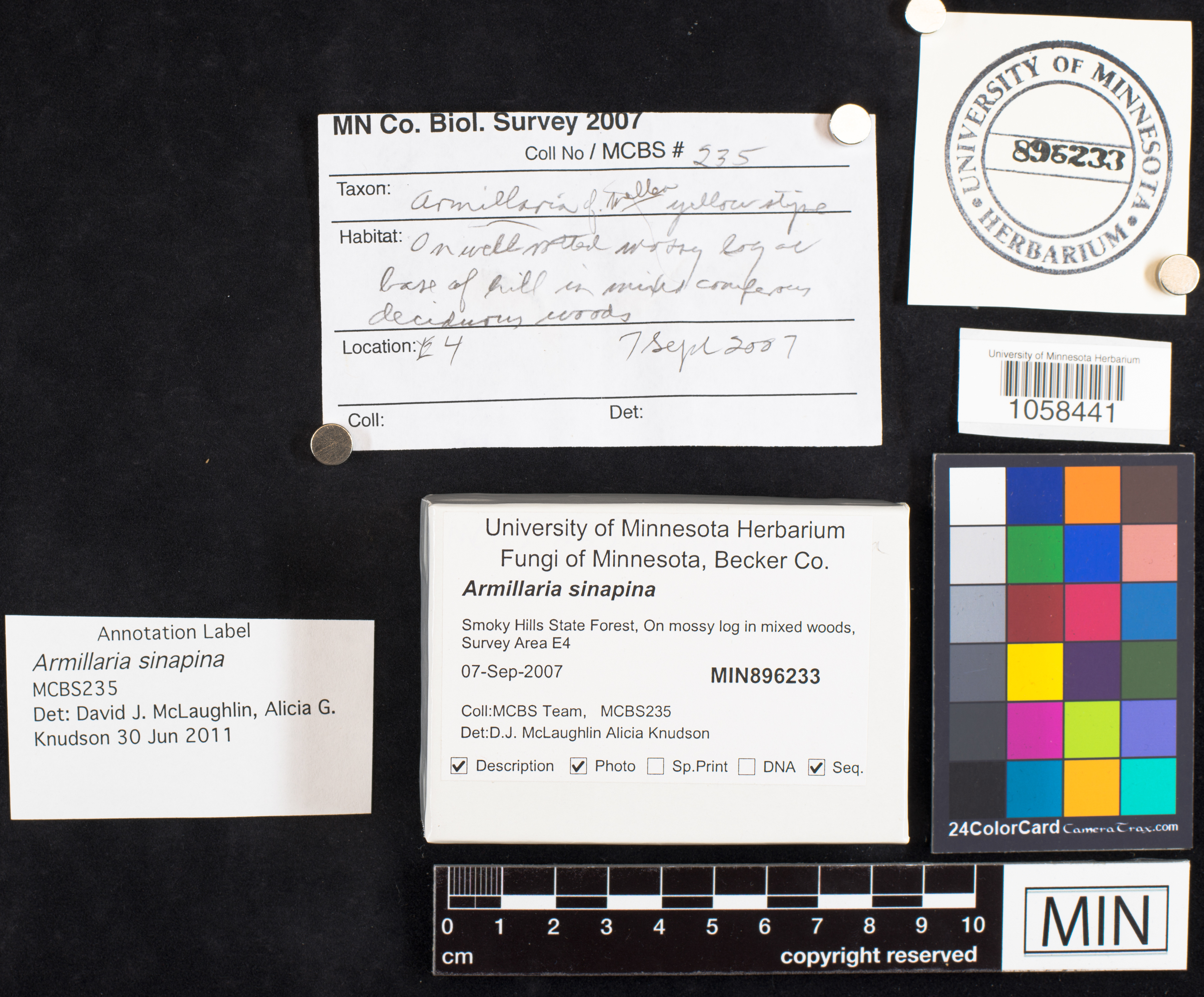 Armillaria sinapina image