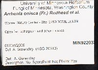 Arrhenia onisca image
