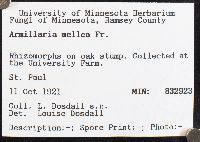 Armillaria mellea image