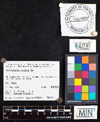 Armillaria mellea image